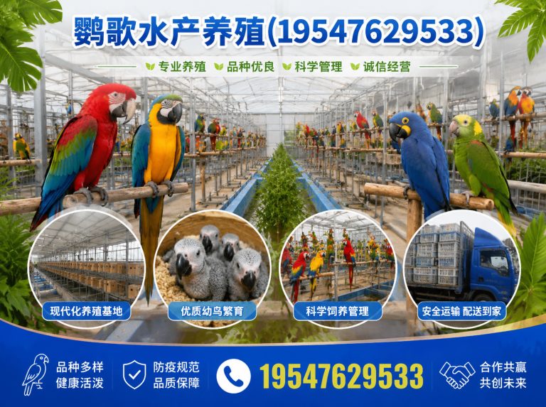 大邑县中大型鹦鹉繁育展示图