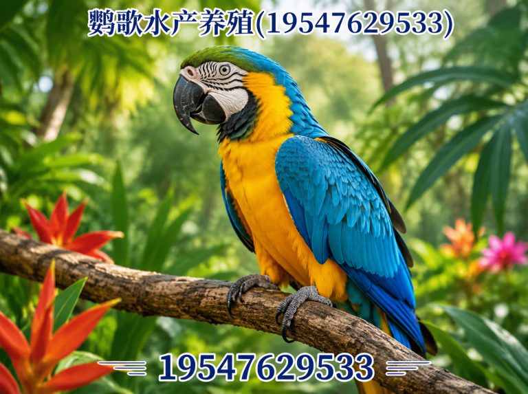 大邑县金刚鹦鹉展示图