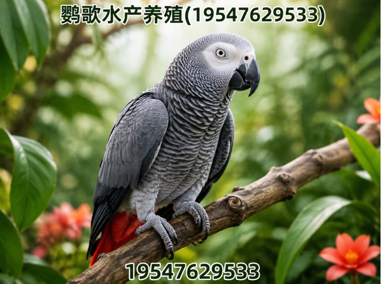 大邑县成都鹦鹉销售展示图